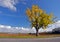 An old tree with yellow leaves, standing by the road.