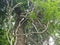 Old trees in forest with large branches