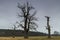 Old trees in the morning in Rogalin. Landscape of Rogalin Park.