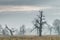 Old trees in the morning in Rogalin. Landscape of Rogalin Park.