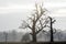 Old trees in the morning in Rogalin. Landscape of Rogalin Park.