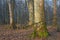 Old trees in natural stand of Bialowieza Forest