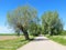 Old trees near way Lithuania