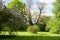 Old trees in the park. A tall acacia and a flowering lilac bush