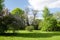 Old trees in the park. A tall acacia and a flowering lilac bush. Blue skies and white clouds and a blindingly