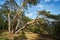 Old trees in a pine spring forest