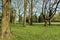 Old trees spread in the field