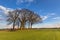 Old Trees on a tumulus or grave mound