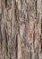 Old trees wooden texture background