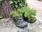 Old trekking shoes inspiration street art container flower pot funny theme decoration bad schandau saxony germany europe