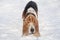 Old tricolour basset hound is walking on white snow in the winter park.Thirteen years old. An eye disease Basset hounds