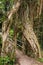 Old tropical live green banyan tree with tunnel arch