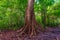 Old tropical tree in a picturesque forest in Krabi