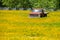 Old truck in flowers carpet Texas Austin