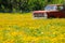 Old truck in flowers carpet Texas Austin