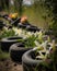 Old truck tires once used a military transport now planted with lilies Abandoned landscape. AI generation