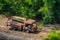 Old truck wreckage left in the wilderness by high angle view.