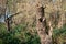 Old trunk of a dead willow tree