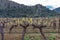 Old trunks of wine grape plants in rows in vineyard in spring