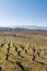 Old trunks of wine grape plants in rows in vineyard in spring in Galicia, Spain