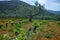 Old trunks and young green shoots of wine grape plants in rows in vineyard in spring