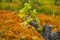 Old trunks and young green shoots of wine grape plants in rows in vineyard in spring