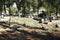 Old Turkish cemetery with tombstones.