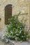 Old tuscan wall with window and flowers