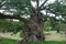 Old Twisted Oaktree