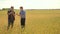 Old two farmers explore are studying. man Wheat Field summer in the field wheat bread. slow motion video. farmer Smart