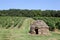 Old and typical stone hut in the vineyards of Beaujolais