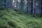 Old untouched coniferous forest