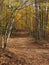 Old, Unused Forest Road during Autumn