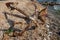 Old unused rusty anchor on the sea shore