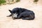 Old Vagrant Dog Sleeping on the Gravel Road in Tribal Village