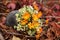 Old vase with flowers in autumn red leaves lies in the forest