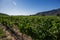 Old vine Carmenere vineyard in Chile