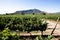 Old vine Carmenere vineyard in Chile