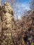 Old Vine Covered Chimney at Cascades Preserve