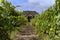 Old vineyard near Zielona Gora in Poland