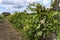 Old vineyard near Zielona Gora in Poland