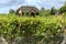 Old vineyard near Zielona Gora in Poland