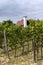 Old vineyard near Zielona Gora in Poland