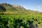 Old vineyard at South of France