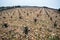 Old vineyard on stony ground