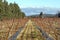 Old vineyard in sunny day in Provence France with the winter mountains in the background