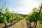 Old vineyard in the tuscany winegrowing area, Italy