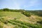 Old vineyard in the tuscany winegrowing area, Italy