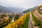 Old vineyards in autumn, Thann, France