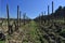 Old vineyards for cava sparkling wine in Catalonia